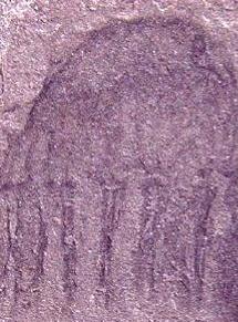 meduza