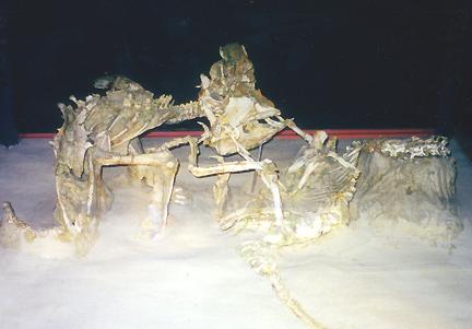 dinosaur